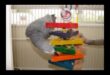 Parrot Play Palace Συνέχεια: DIY Additions for Enrichment