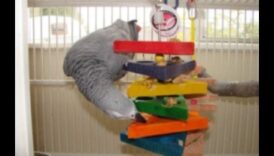 Το Parrot Play Palace συνεχίστηκε 10 DIY προσθήκες για εμπλουτισμό 4 Parrot Play Palace Συνέχεια: DIY Additions for Enrichment