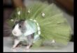 Rodent Runway Συνέχεια: Επέκταση των επιλογών μόδας για μικρά κατοικίδια