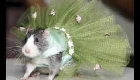 Rodent Runway Συνέχεια: Επέκταση των επιλογών μόδας για μικρά κατοικίδια