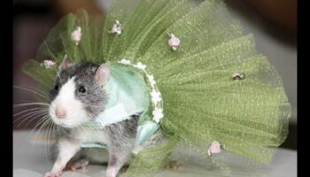 Rodent Runway Συνέχεια: Επέκταση των επιλογών μόδας για μικρά κατοικίδια