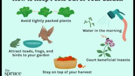 Οχύρωση κήπου: Κρατήστε τα παράσιτα στον κόλπο